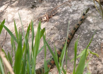 A venomous 'Tiger Keelback' snake