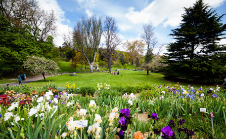 Spring flowers