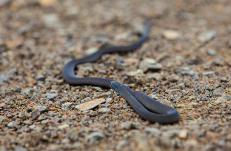 Baby tiger snake