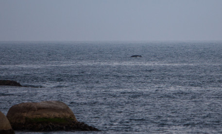 A whale off the coast in Bicheno