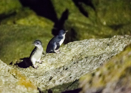 Zwei Pinguine der Gattung Little Penguine. Ein Nachtsichtgerät wäre hier von Vorteil gewesen.