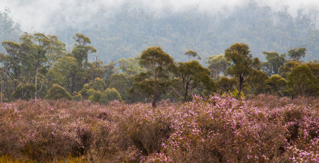 Patches of color on a grey day.