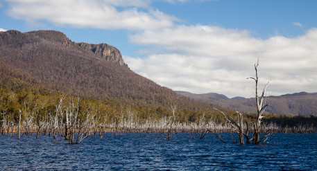 Flooded forest at Lake Rowallan