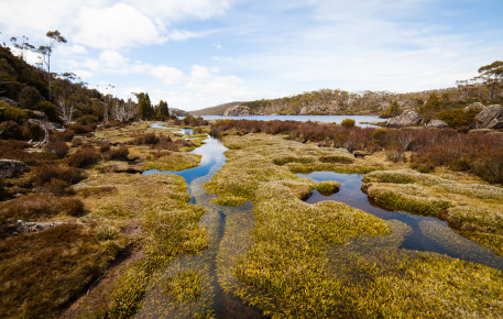 Wetlands near Lake Ball