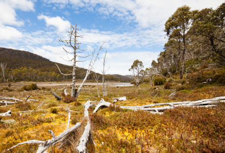 Colorful marshland