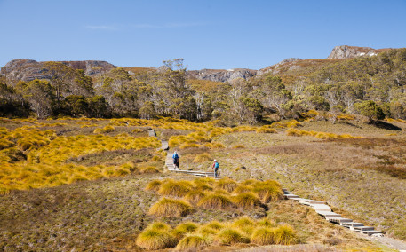 Hikers in button grass near Ronny Creek