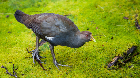 Tasmanische Wildhenne, Gallinula mortierii