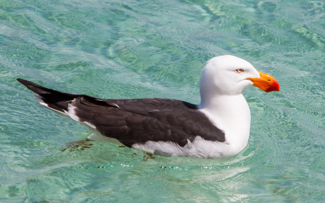 An adult Kelp Gull