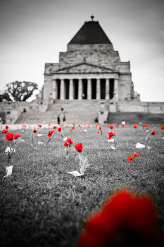 Red flowers remind of fallen Australian soldiers