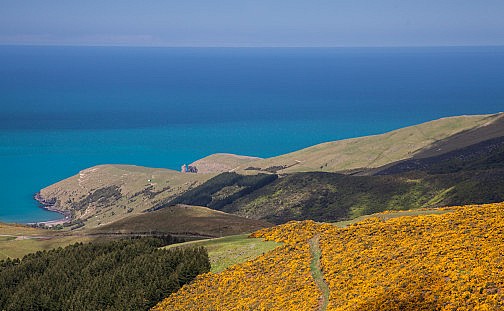 Yellow flowers and the blue sea