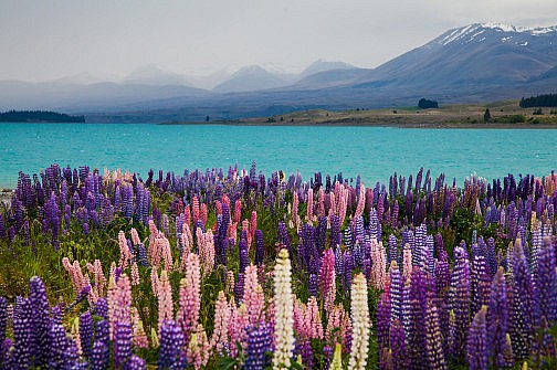 Colorful lupines at Lake Pukaki